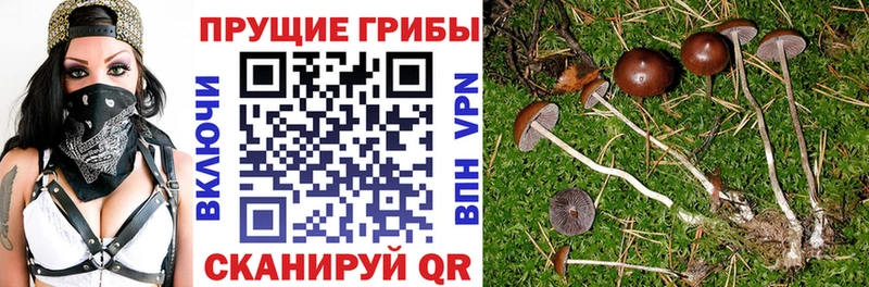 Псилоцибиновые грибы Psilocybe  наркотики  Горячеводский 